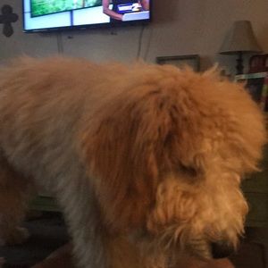 Meet your Posher, Brian